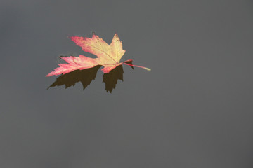 Autumn leaf on the water