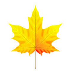 Iridescent autumn maple leaf