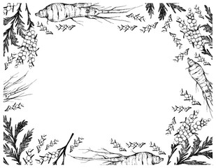 Herbal Flower and Plant, Hand Drawn Illustration Frame of Artemisia Absinthium or Wormwood Plants and Ginseng Root Used for Traditional Medicine.
