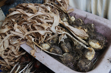 tulip bulbs with dried stems.