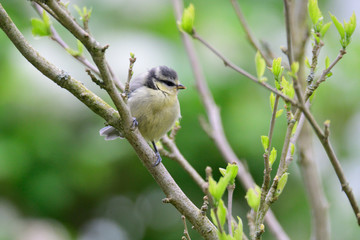Junge Blaumeise bettelt um Futter	