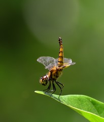 dragonfly on a green leaf