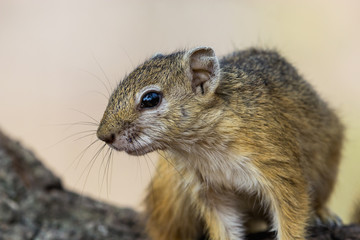 Detailed photo of a Tree Squirrel's face and body while standing on a rock with blurred background, Greater Kruger National Park.