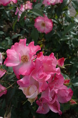 Pink and White Flower of Rose 'Hanagasumi' in Full Bloom
