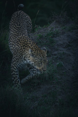 Fototapeta na wymiar A female leopard walking down a termite mound during dusk, Greater Kruger National Park.