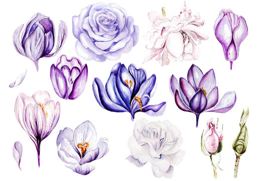 Watercolor Set with roses and crocus, different leaves, bud and leaves. © knopazyzy