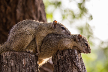 Two Tree Squirrel brothers resting together on a  branch, Greater Kruger National Park.