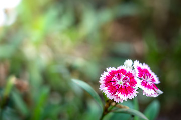 A beautiful pink flower in greenery forest environment and warn morning sunlight as background. Selective focus at the flower's pollen.