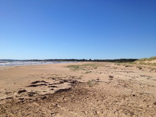 Fototapeta na wymiar sand dunes on the beach in sweden