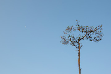 pine tree at Phu Kradueng National Park Thailand