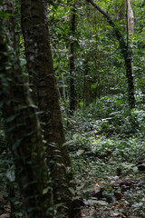 
path in the woods at Namtok Samlan National Park in Saraburi 