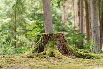  View of old tree stump covered with moss with  blurred forest background - Powered by Adobe