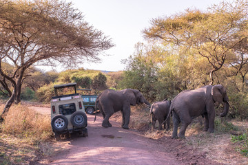 Fototapeta na wymiar Elephant in beautiful landscape scenery of bush savannah - Game drive in Lake Manyara National Park, Wild Life Safari, Tanzania, Africa