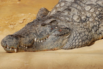 Obraz premium crocodile