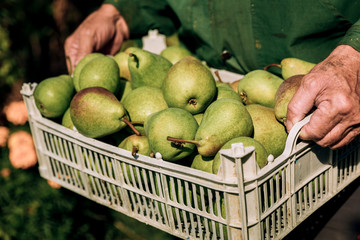 Fresh pears in men's hands. Juicy fragrant pears in a box, basket. The collection of pears