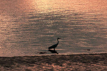 Heron Fishing at Sunset