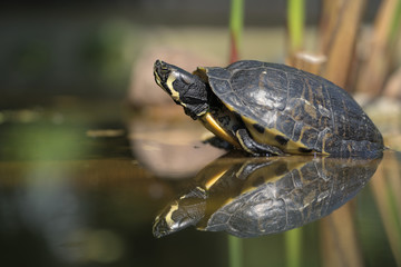 Obraz premium A yellow striped proud and arrogant turtle in a water pond. Tortoise reflecting In water. Cooter Turtle