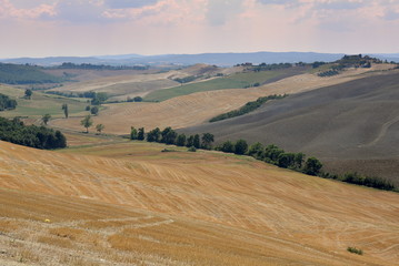 Fototapeta premium Pola aż po daleki horyzont