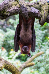 Megabat haning on the tree branch.