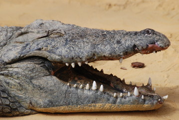 crocodile