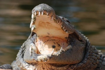 crocodile