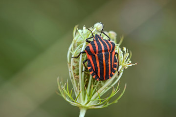 Streifenwanze ( Graphosoma italicum ).