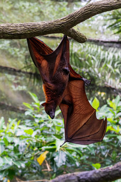 Megabat haning on the tree branch.