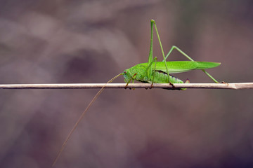 Vierpunktige Sichelschrecke ( Phaneroptera nana ).