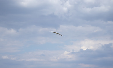 A seagull flies in clouds