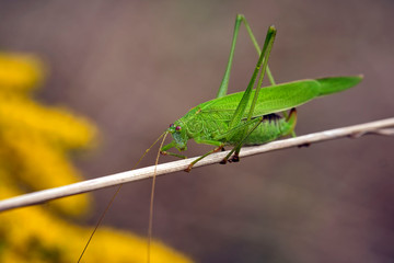 Vierpunktige Sichelschrecke ( Phaneroptera nana ).