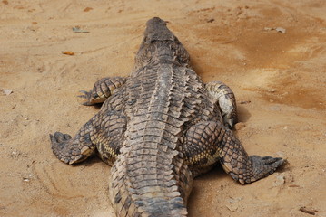 Naklejka premium crocodile