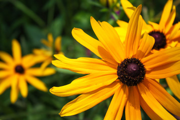 Rudbeckia bicolor