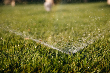Sprinkler spraying water on lawn with green grass.