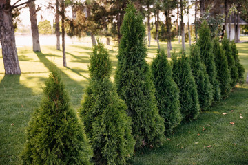 Row of green bushes in a park in sun light.