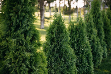 Row of green thuja bushes in a park.