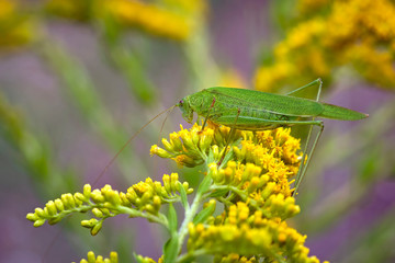 Vierpunktige Sichelschrecke ( Phaneroptera nana ).