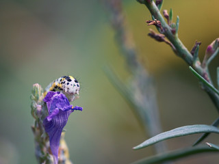 A shallow depth of field shot of the head of a toadflax brocade moth caterpillar peeking over the petals of a purple toadflax flower