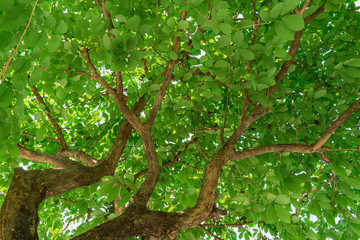 Green leaf tree bottom view background