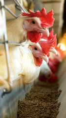 White chickens with red combs eat feed in a poultry farm. The concept of breeding chickens and chicken eggs on the farm, sun