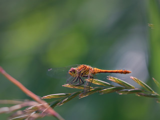 A female common darter dragonfly perches on a grass seed waiting for prey the sun reflecting off her eyes and the marsh plants out of focus in the background