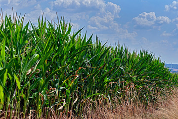 Obraz premium Maisfeld.