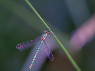 A female banded demoiselle damselfly dragonfly hangs underneath a reed the sun reflected from her metallic body and wings the reedbed plants out of focus in the background