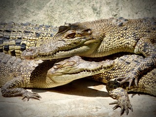 close up of two alligators