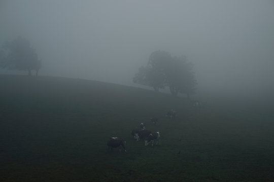 foggy landscape with cows and trees