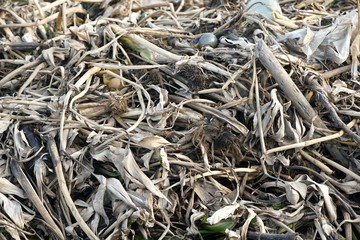 dry eichhornia crassipes for agriculture