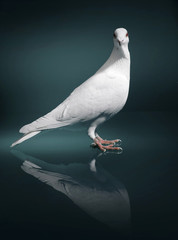 A white dove with red eyes stands on a black reflective plate and looks into the camera.