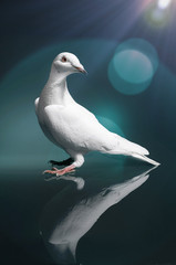 A white dove with red eyes stands on a black reflective plate and looks over its shoulder to the right