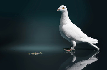 A white dove with red eyes stands on a black reflective plate and looks to some grain.