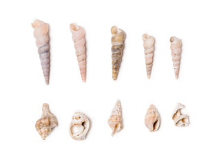 adriatic seashells isolated on white