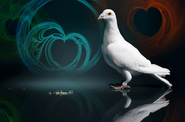 A white dove with red eyes stands on a black reflective plate with heart illustrations.